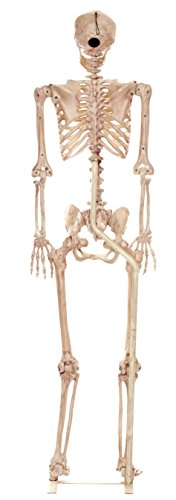 Crazy Bonez Pose N Stay Skeleton Stand