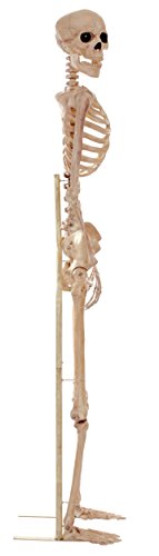 Crazy Bonez Pose N Stay Skeleton Stand