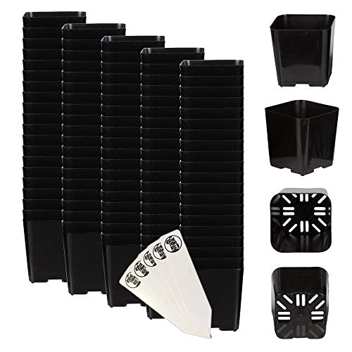Black Square Flower Nursery Pots For Starting Seedlings, Succulents, Or Cacti   2 X 2, Pack Of 100  Thcity Stakes