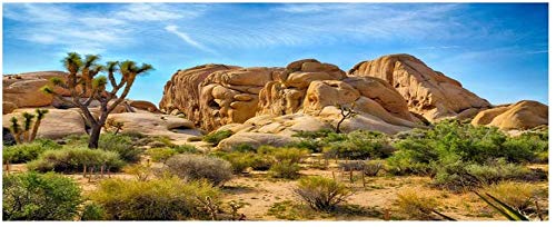 Leyiyi 30X12 Inches Joshua Tree National Park Polyester Photography Backdrop Western Sky Desert Cowboy Weathering Rock Drought T
