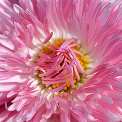 Vizelex Macro Focusing Helicoid - Canon Eos Lens To Canon Eos Body, Variable Magnification Helicoil