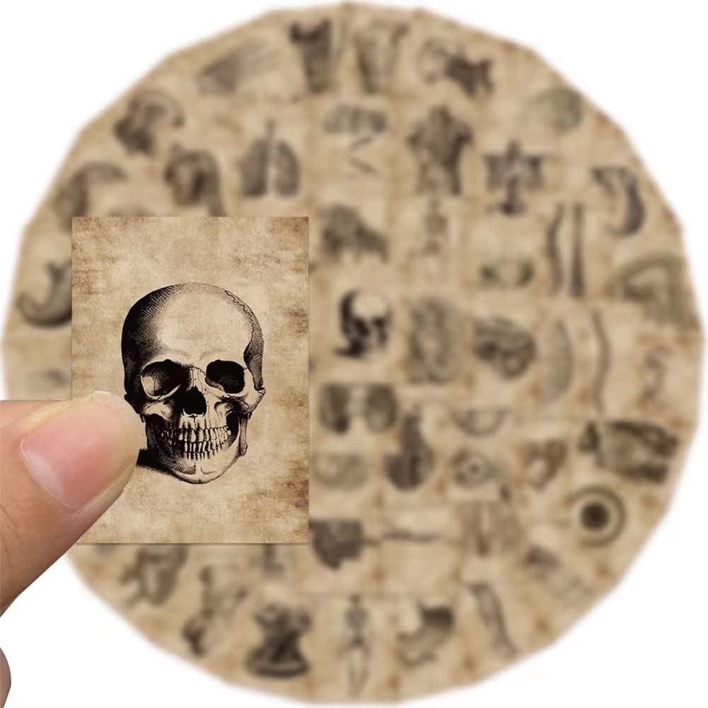 Human Body Organ Stickers |50Pcs Human Anatomy Waterproof Vinyl Decals For Bike Water Bottles Laptop Bicycle Refrigerator Cup Lu