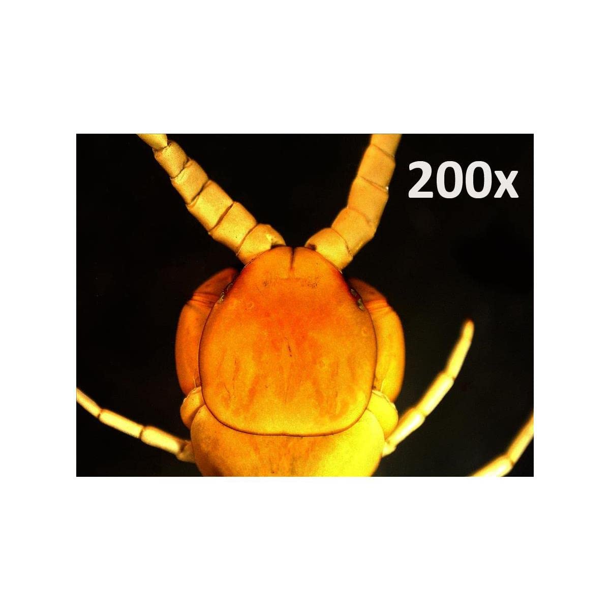 Celestron   5 Mp Digital Microscope Pro   Handheld Usb Microscope Compatible With Windows Pc And Mac   20X 200X Magnification