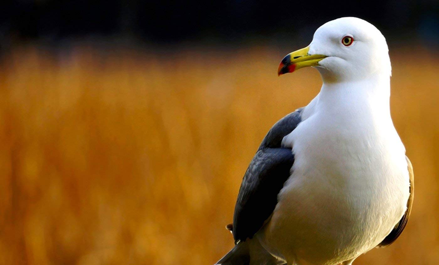 Sony 55 210 mm/F 4,5 6,3 OSS 55 mm Lens