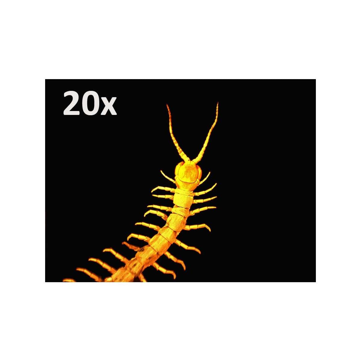 Celestron   5 Mp Digital Microscope Pro   Handheld Usb Microscope Compatible With Windows Pc And Mac   20X 200X Magnification