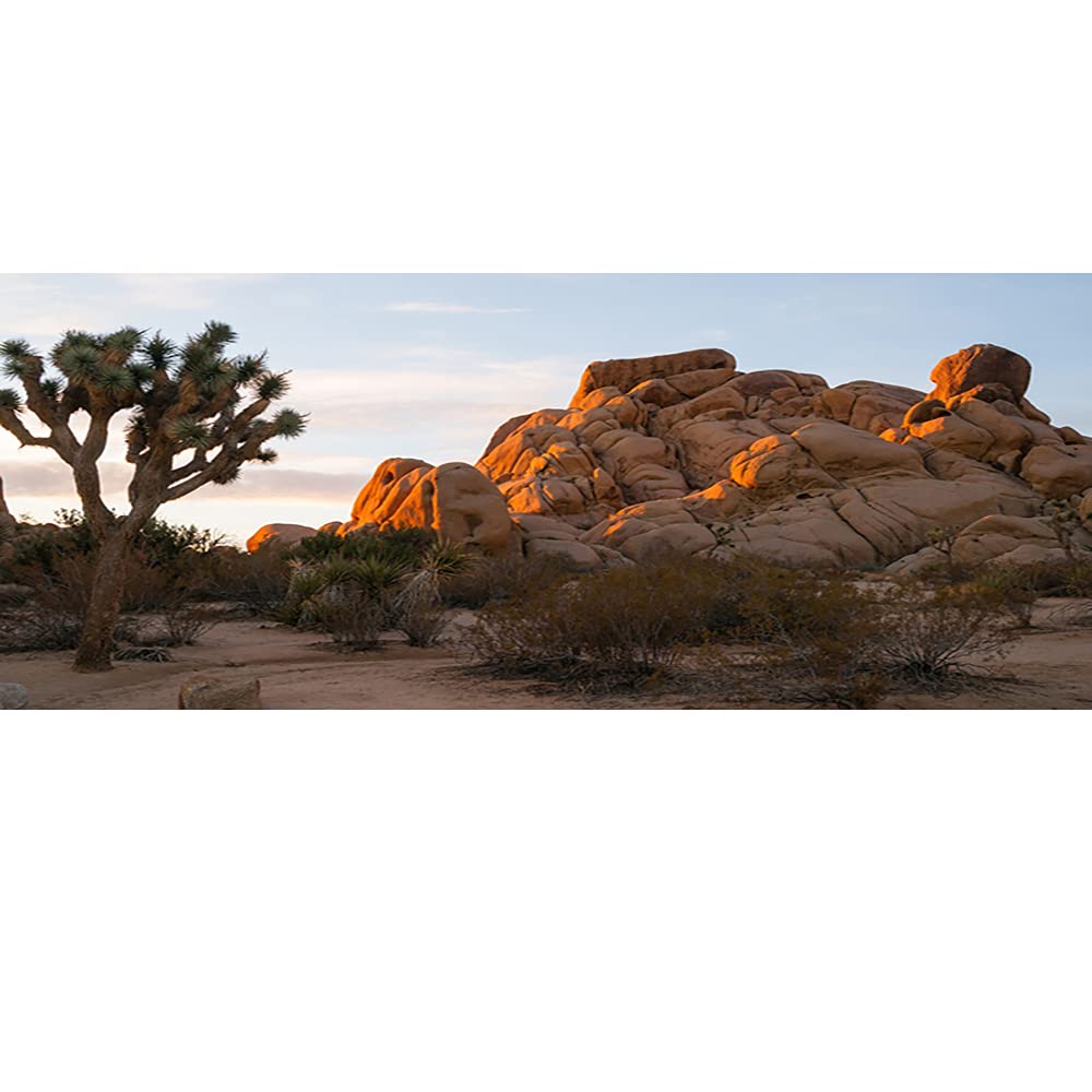 OERJU 48x18 inches Joshua Tree National Park Backdrop Arid Barren Cactus Sandstone Rock Climate Hot Desert Reptile Habitat Natur