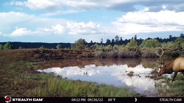 Stealth Cam Fusion X-Pro Dual Sim 36MP Trail Camera - 720P HD Video, 0.4 Sec Trigger Speed, Wireless, Brown - AT&T & Verizon Compatible