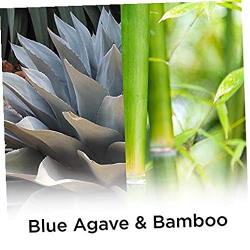 Air Wick Plug In Scented Oil Refill, 5 Ct, Blue Agave And Bamboo, Air Freshener, Essential Oils