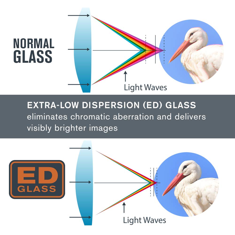 Celestron   Regal Ed 8X42 Binocular   Ed Binoculars For Birding, Hunting And Outdoor Actvities   Phase And Dielectric Coated Bak