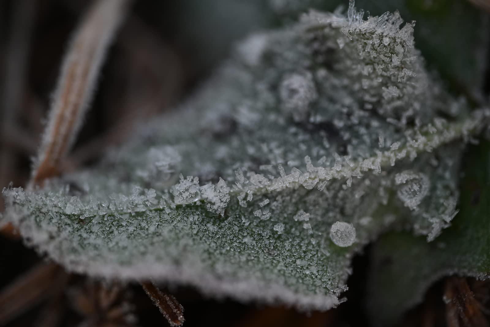 Nikon Nikkor Z Mc 105Mm F/2.8 Vr S | Professional Macro Prime Lens For Z Series Mirrorless Cameras | Nikon Usa Model