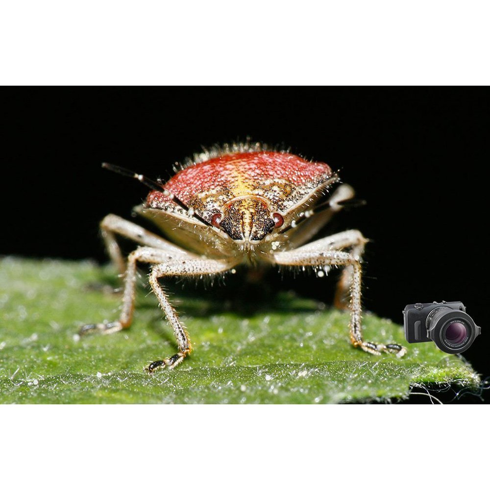 Raynox Dcr-250 Super Macro Snap-On Lens