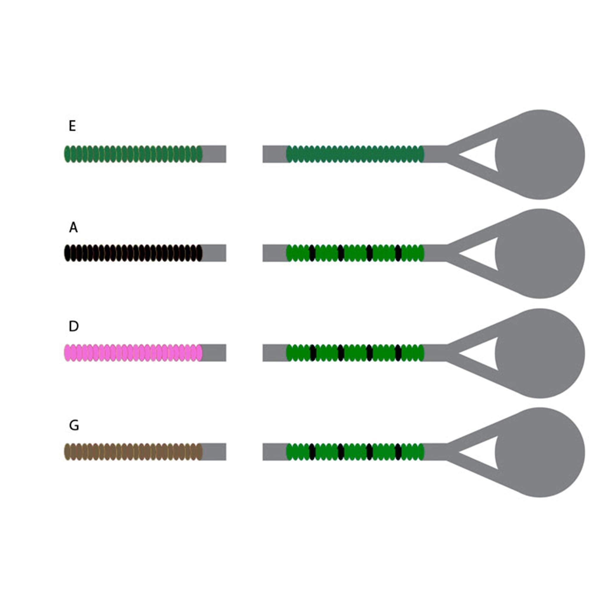 Pirastro Evah Pirazzi 4/4 Violin String Set   Medium Gauge   Steel Ball End E