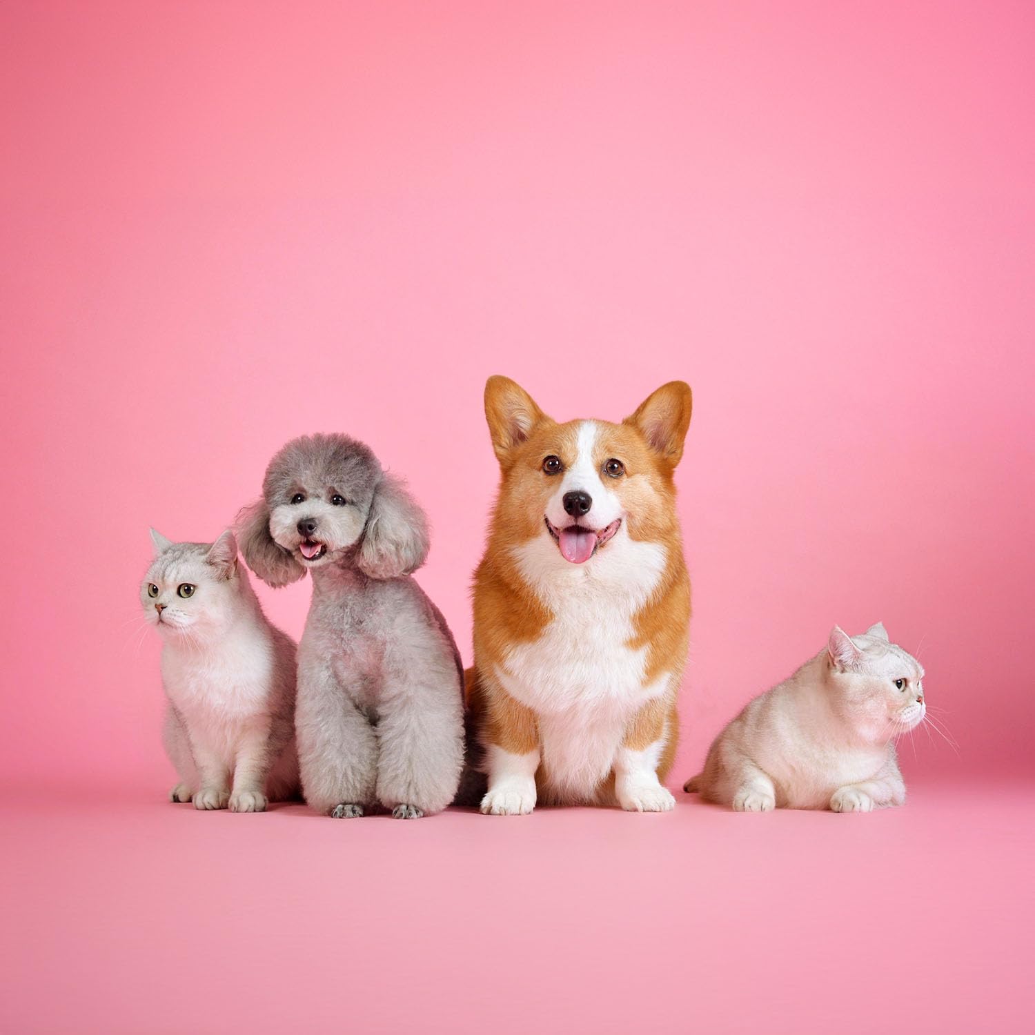 Kate Seamless Paper Backdrop For Photography Solid Pink Backdrop Paper (53''X32.8' Baby Pink)