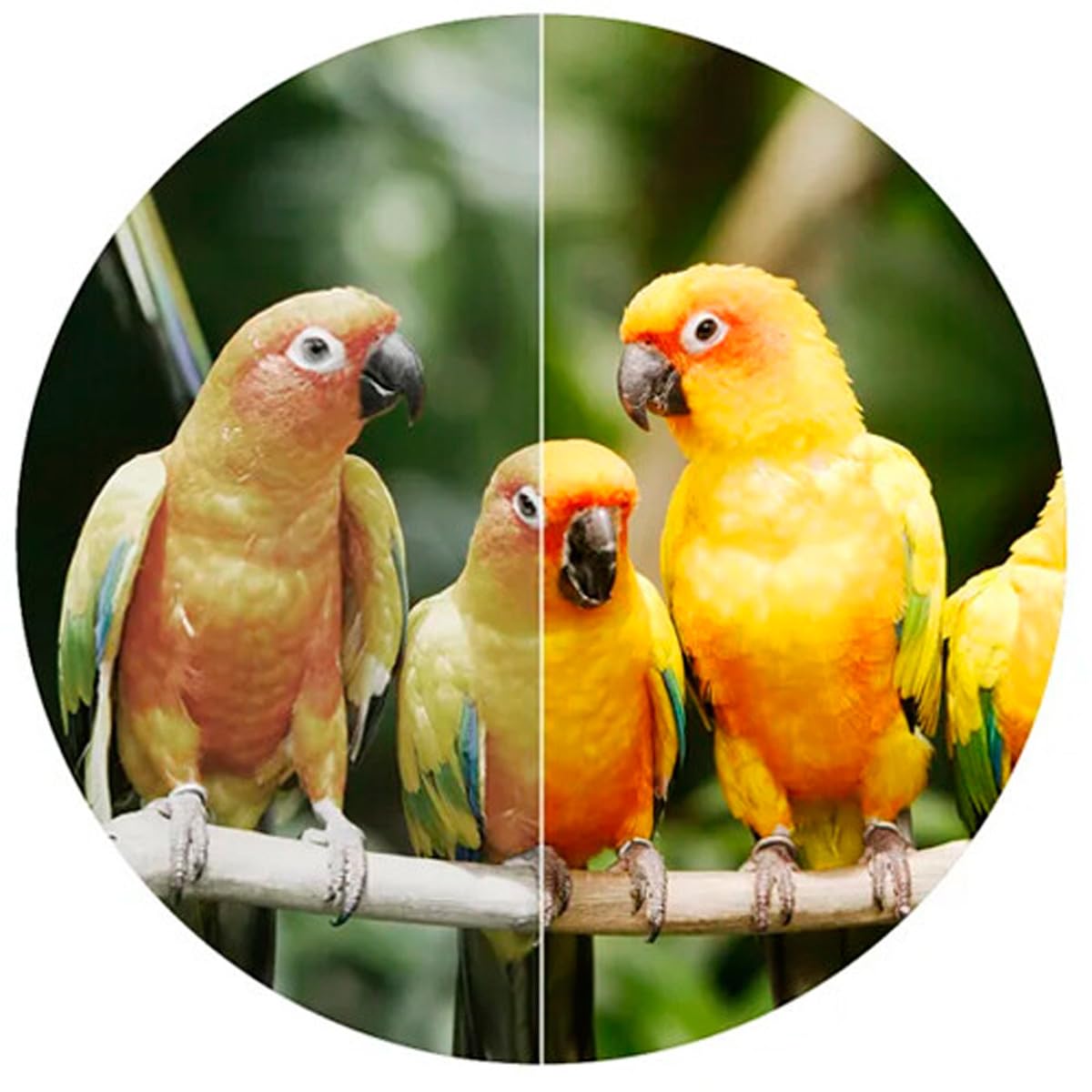 Swarovski Optik 10X 42 El Binocular With 2021 Fieldpro Package, High Transmission Optics, And Weather Sealed Housing (Green)