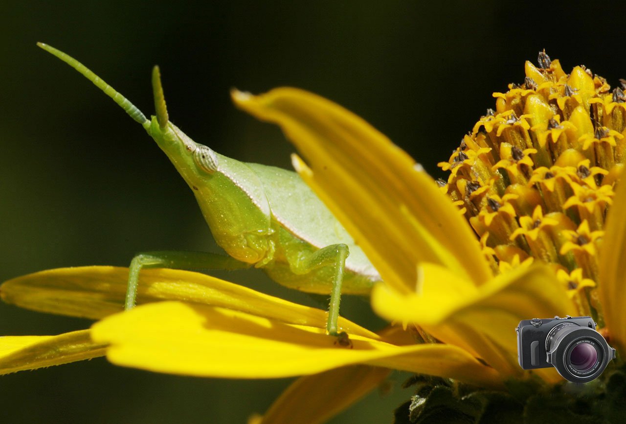 Raynox Dcr 150 Snap On Macro Lens