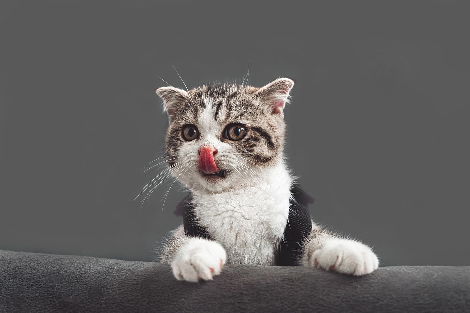 Kate Seamless Paper Backdrop For Photography Light Gray Photo Backdrop Paper (105''X32.8' Pursuit Grey)