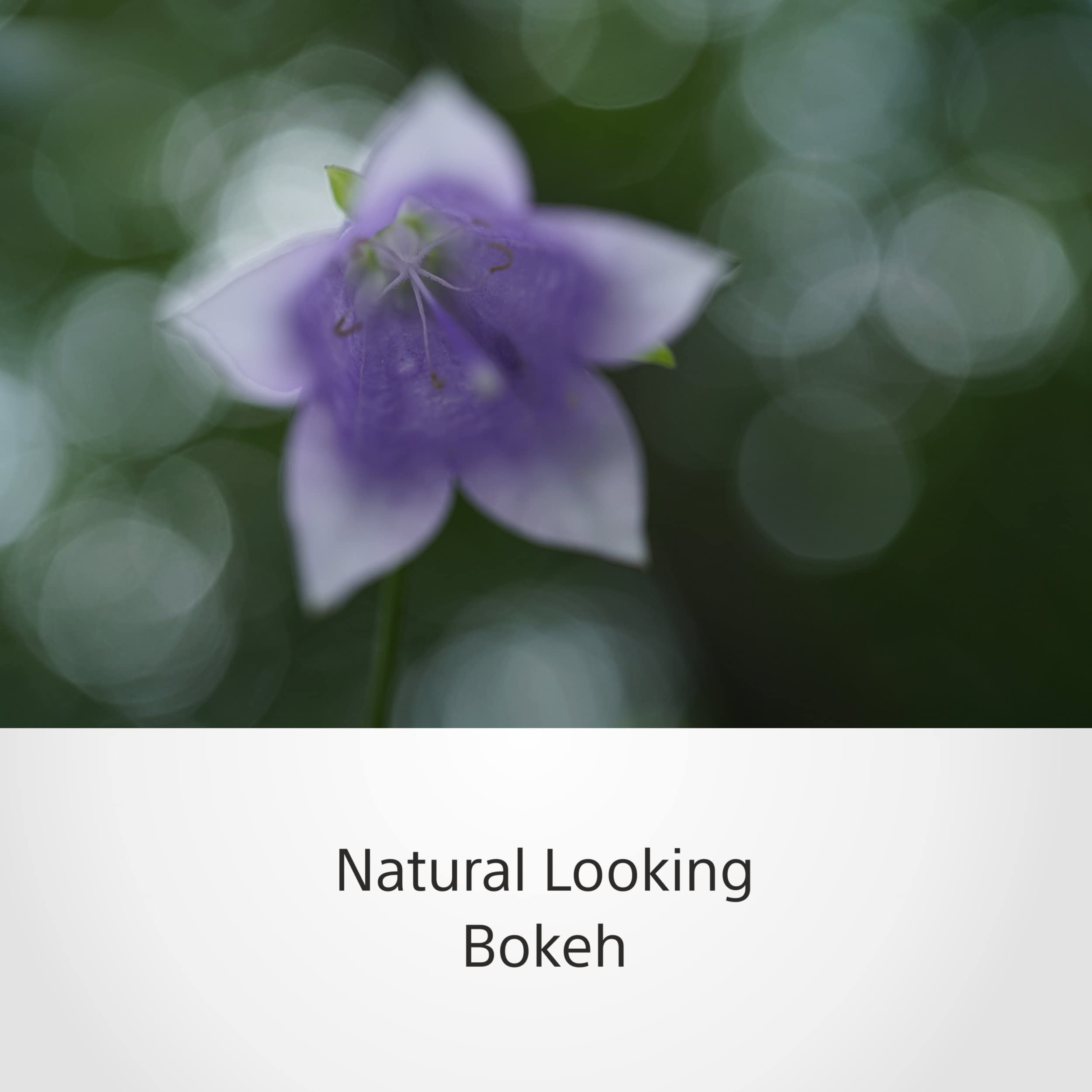 Sony SEL50M28 FE 50mm F2.8 Full Frame E mount Lens (Black)