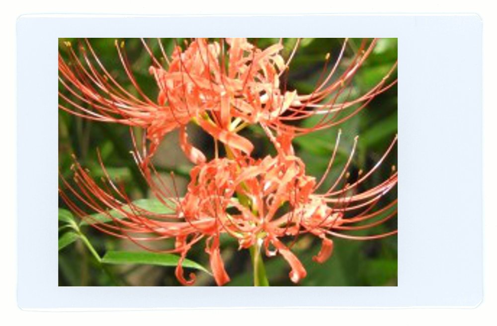 Fujifilm Instax Mini Instant Film (White) For Fujifilm Mini 8 & Mini 9 Cameras W/Microfiber Cloth By Quality Photo (50 Film Shee