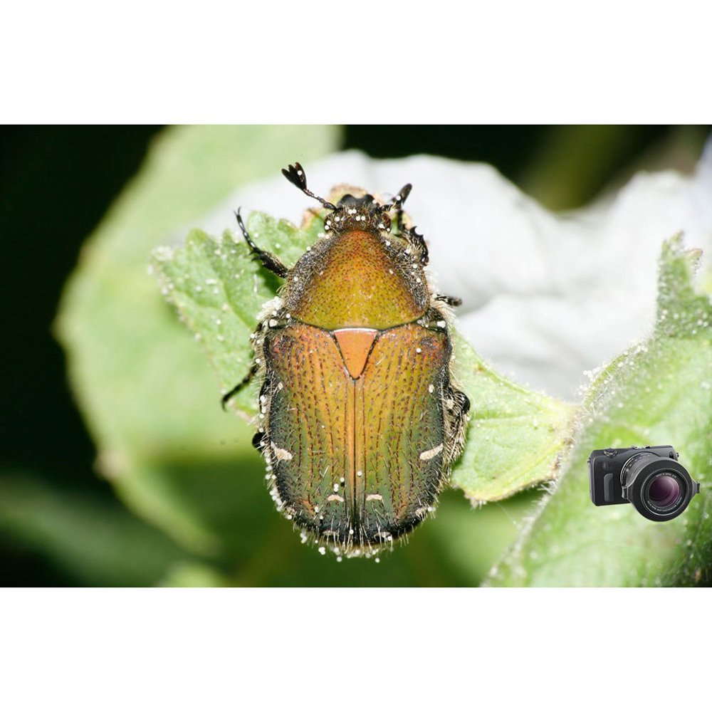 Raynox Dcr-250 Super Macro Snap-On Lens