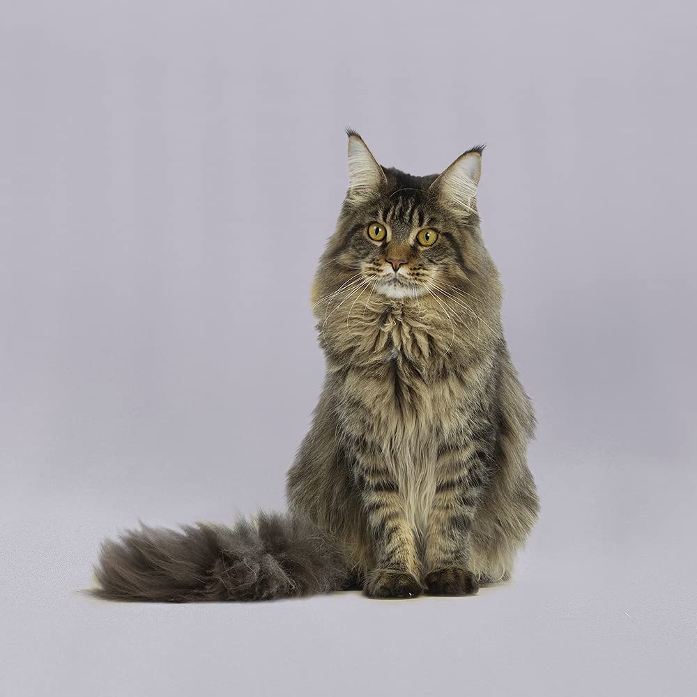 Gfcc Gray Backdrop   8Ftx10Ft Grey Photo Backdrop For Photoshoot Background For Photography Screen Video Recording Picture Backg