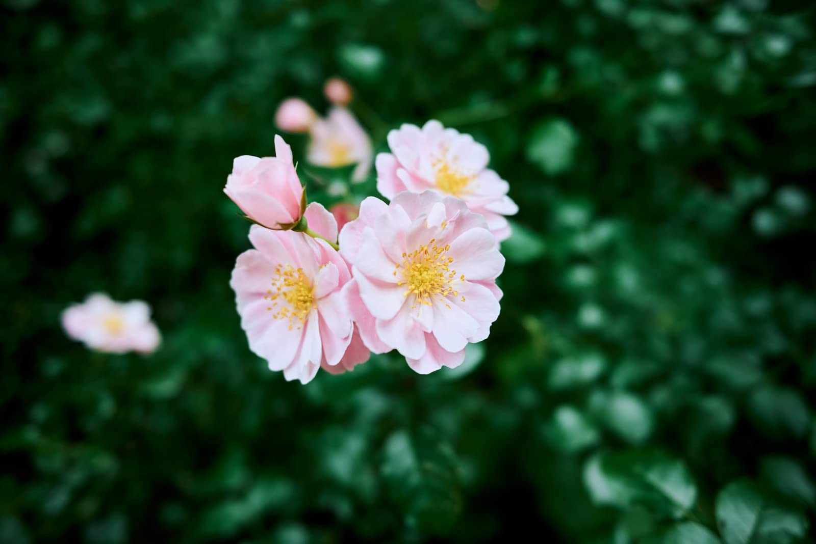 Nikon Z Fc With Special Edition Prime Lens | Retro-Inspired Compact Mirrorless Stills/Video Camera With Matching 28Mm F/2.8 Prim