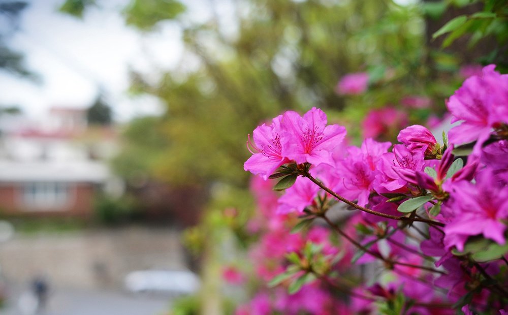 Rokinon 35Mm F1.4 As Umc Wide Angle Cine Lens For Sony E-Mount (Nex) (Rk35M-E)