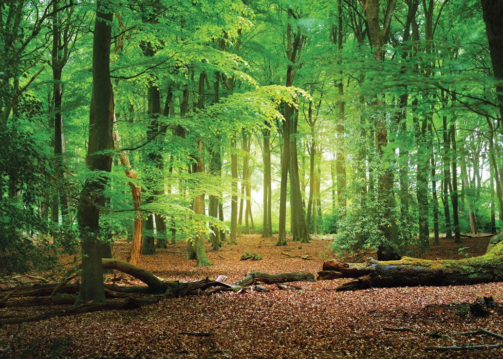 Sjoloon 7X5Ft Spring Green Forest Thin Vinyl Photo Backdrops Camping Themed Baby Shower Photography Background Studio Props 1051