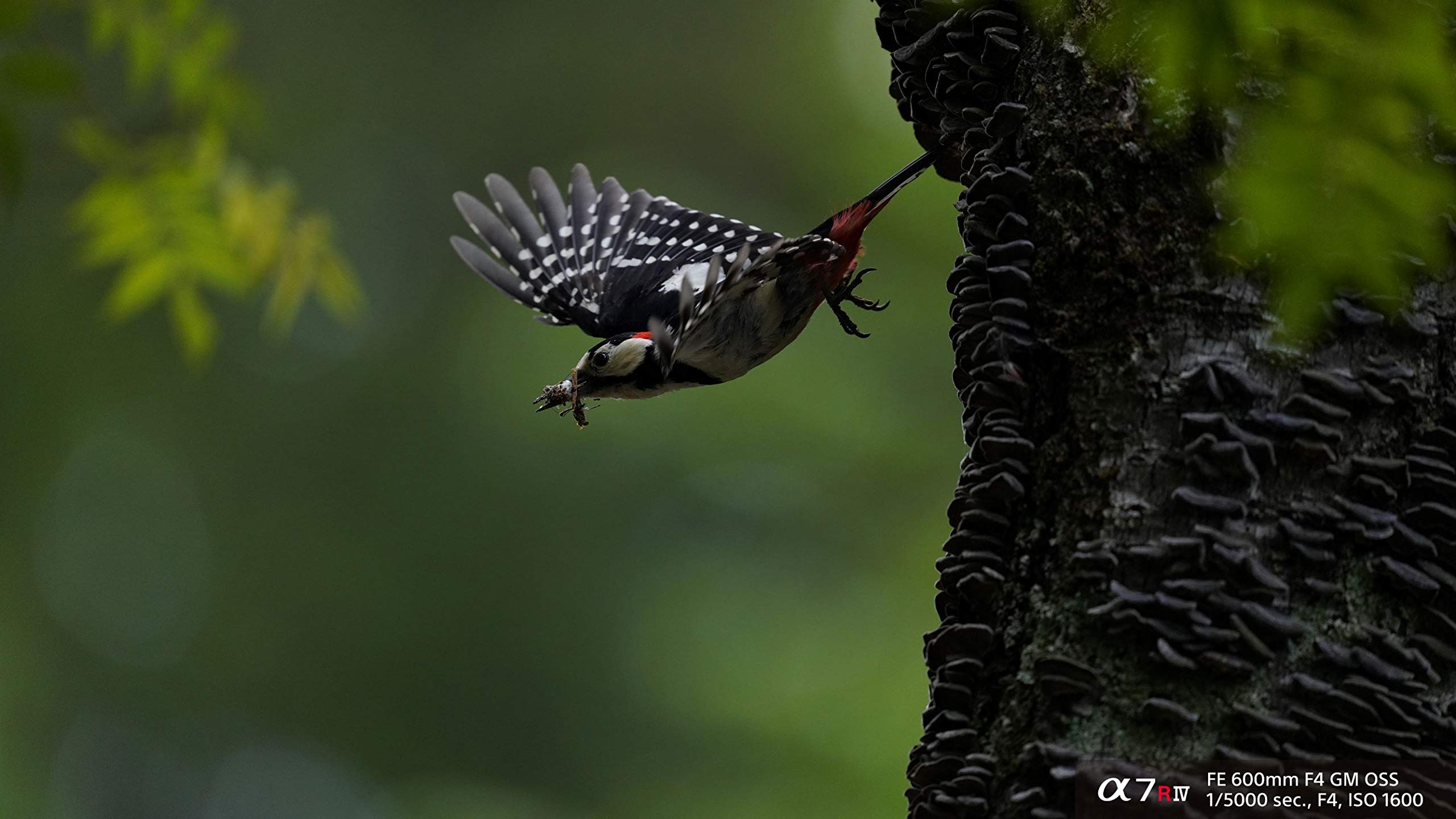 Sony A7R Iv Full-Frame Mirrorless Interchangeable Lens Camera (Ilce7Rm4/B)