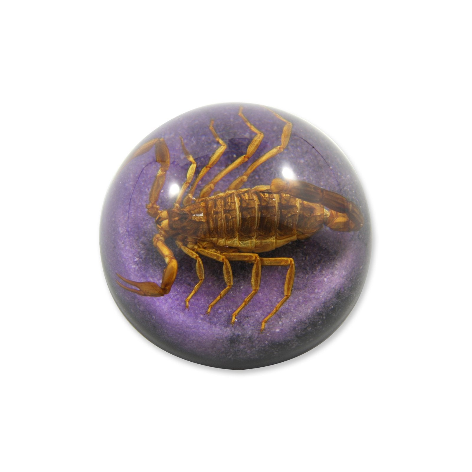 REALBUG 2 1/2 x 1 1/4 Golden Scorpion Dome Paperweight Purple