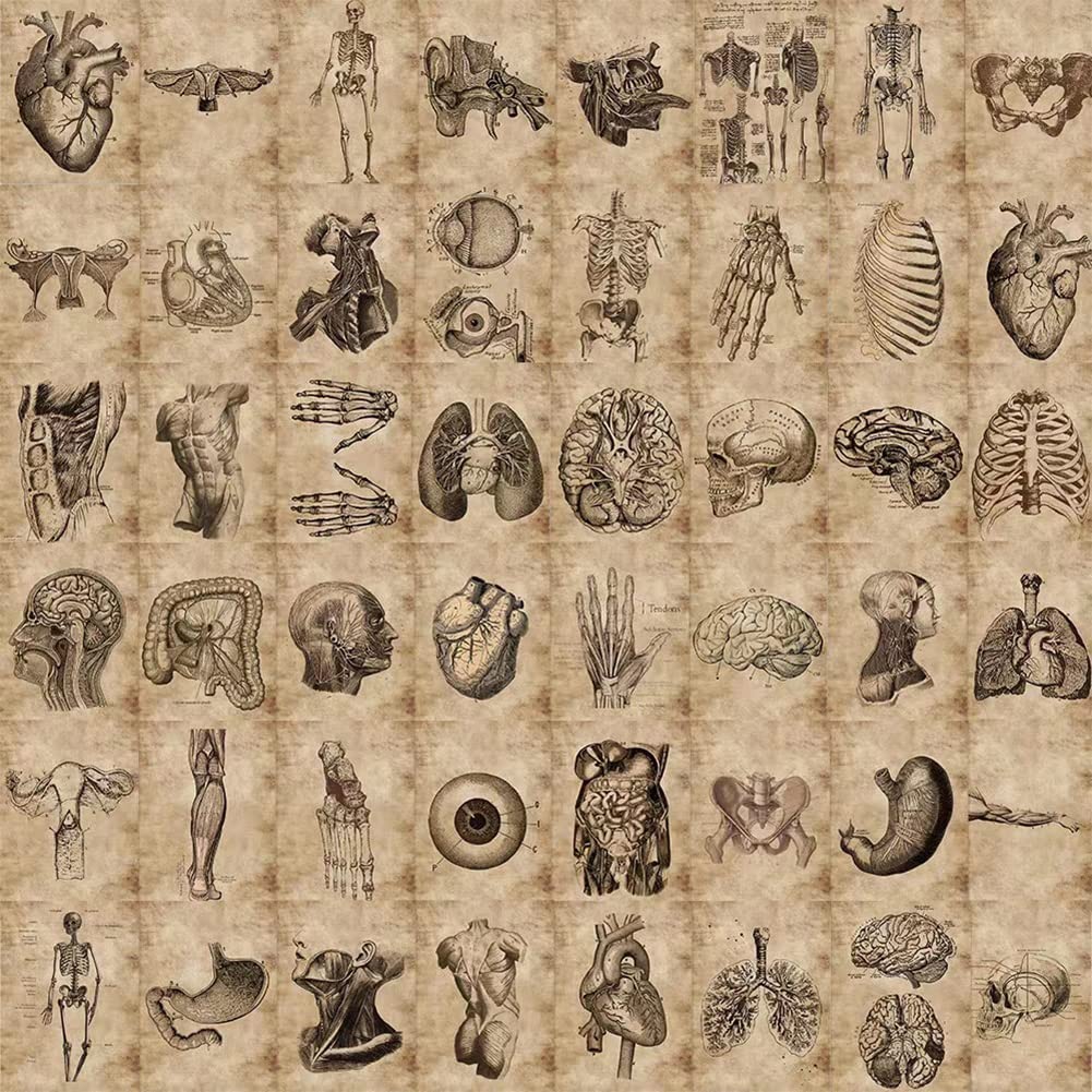 Human Body Organ Stickers |50Pcs Human Anatomy Waterproof Vinyl Decals For Bike Water Bottles Laptop Bicycle Refrigerator Cup Lu