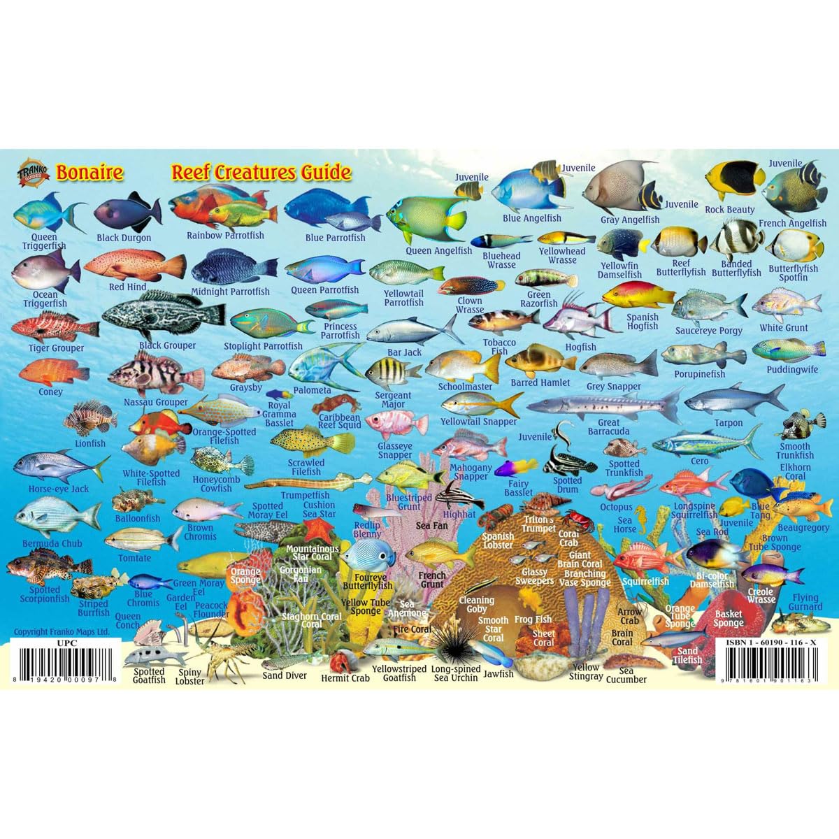 Franko Maps Bonaire Reef Creatures Fish Id For Scuba Divers And Snorkelers