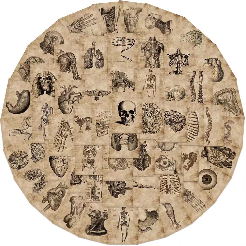 Human Body Organ Stickers |50Pcs Human Anatomy Waterproof Vinyl Decals For Bike Water Bottles Laptop Bicycle Refrigerator Cup Lu