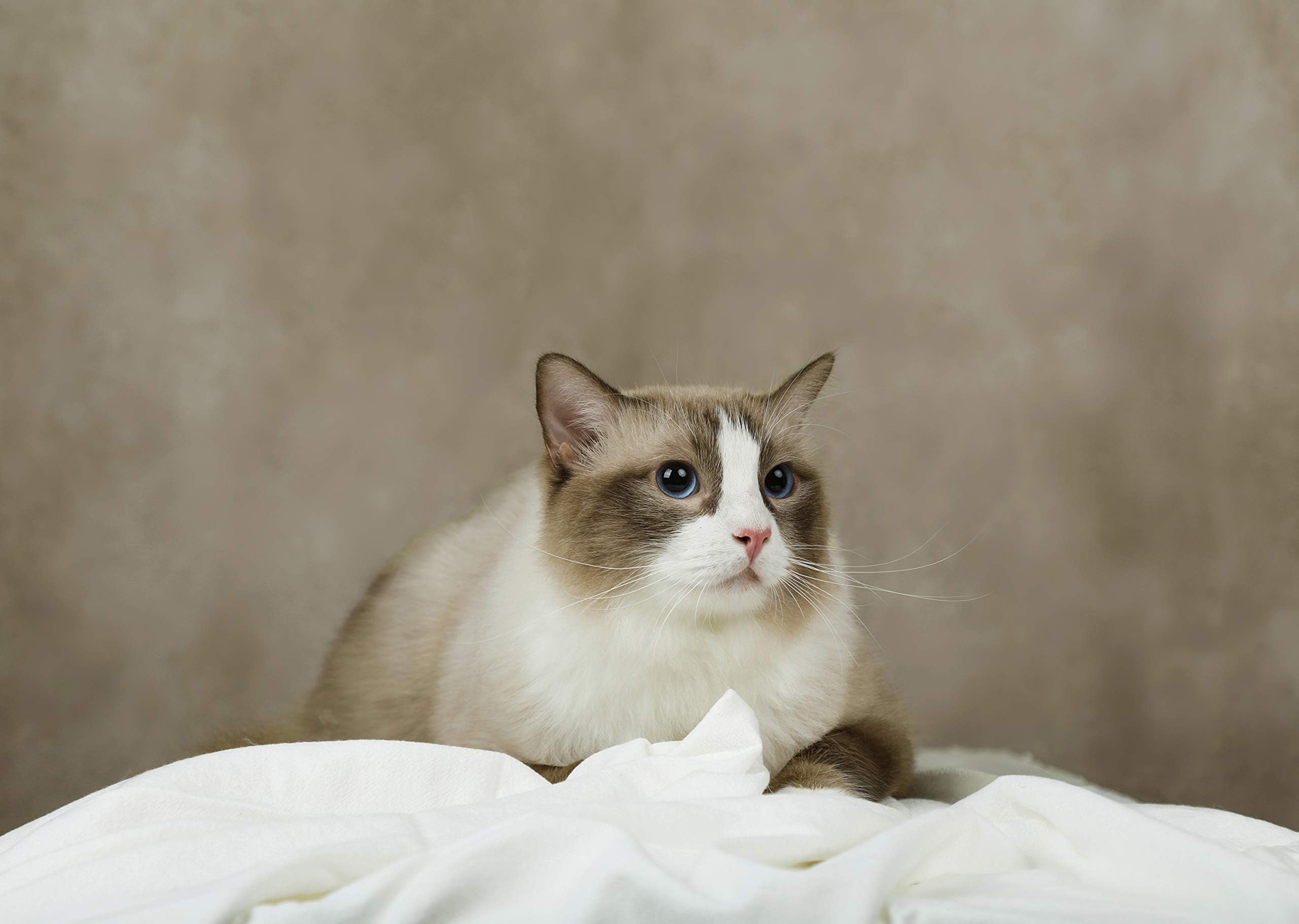 Kate 5X6.5Ft(1.5X2M) Collapsible Backdrops Tan Grey Green Double Sided Reversible Pop Up Background For Portrait Photography, Vi