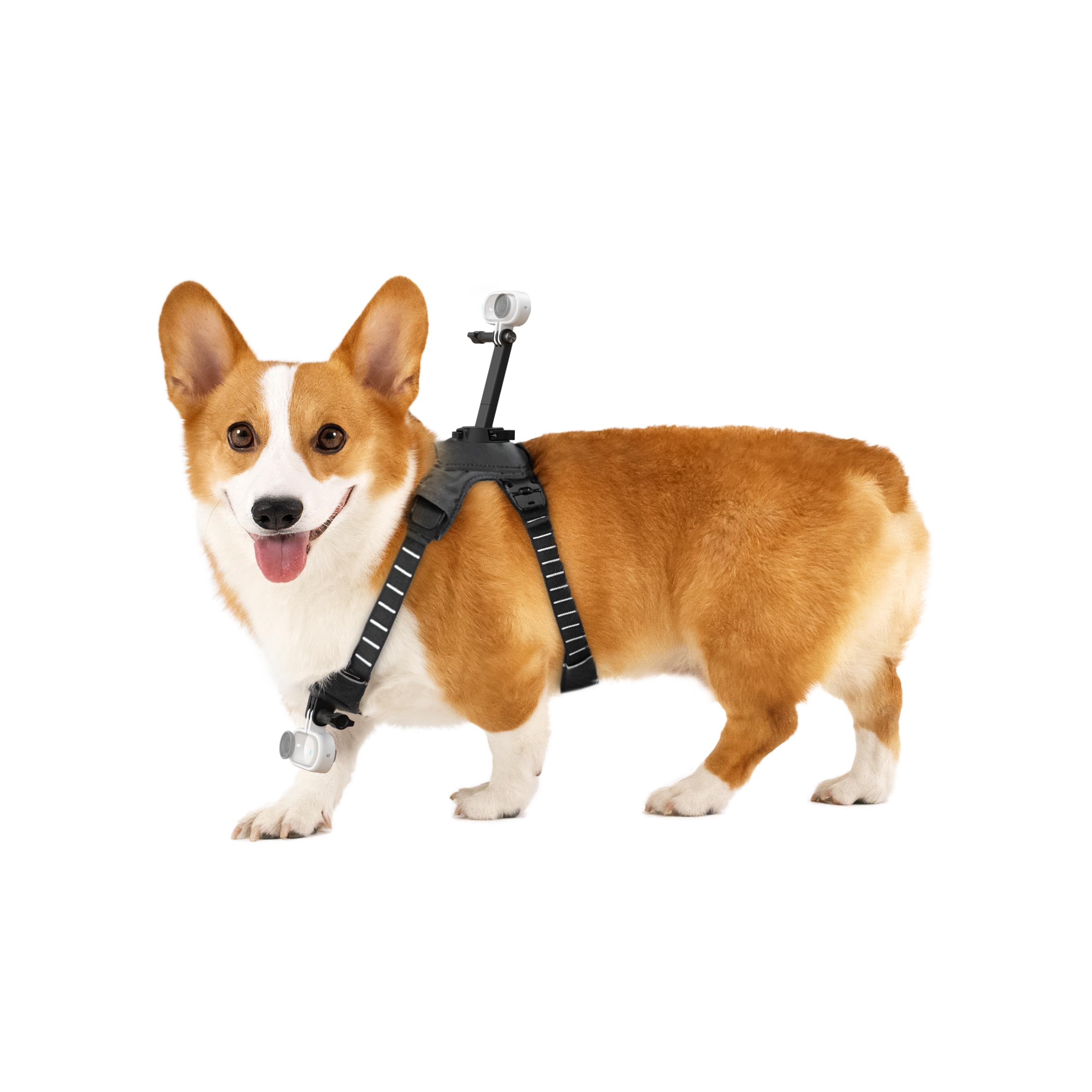 Insta360 GO 3/GO 3S Pet Harness Mount Medium