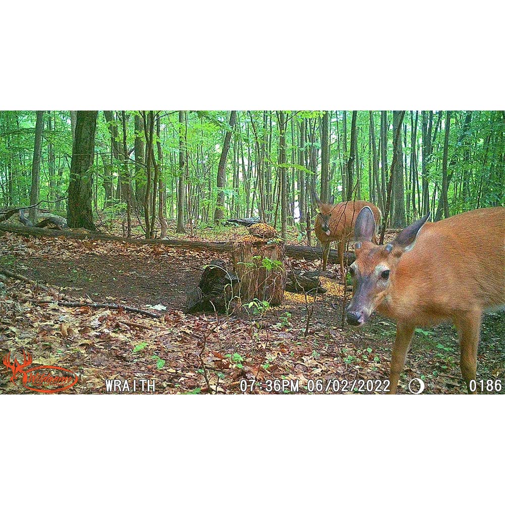 Wildgame Innovations Hunting Game Wildlife Outdoors 26 Megapixel Images Hd Videos Wraith 2.0 Trail Camera, Lightsout