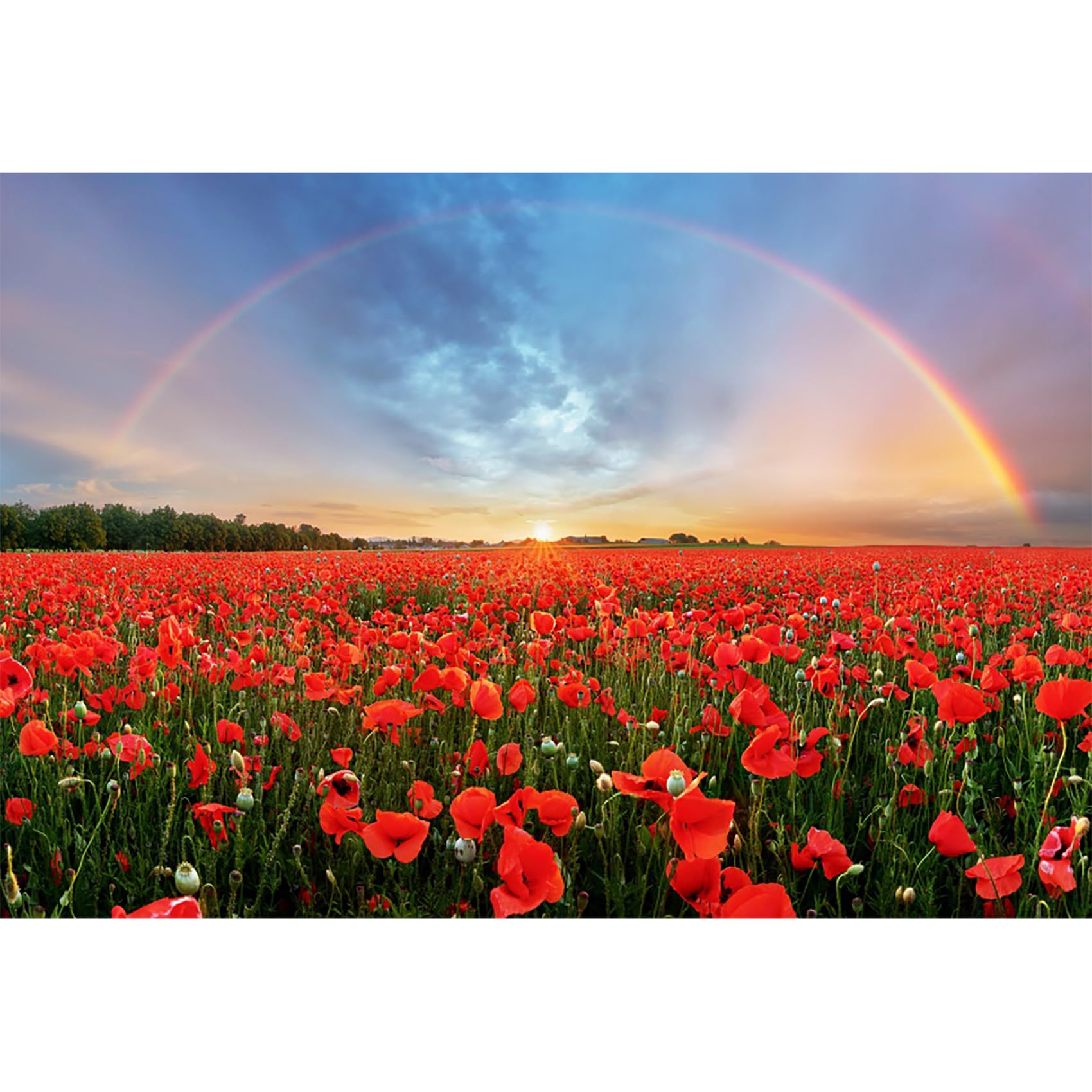 Baocicco 7x5ft Background for Sunset Rainbow Sky Red Poppy Field Photography Backdrop Outdoor Wedding Backdrop Spring Natural Sc