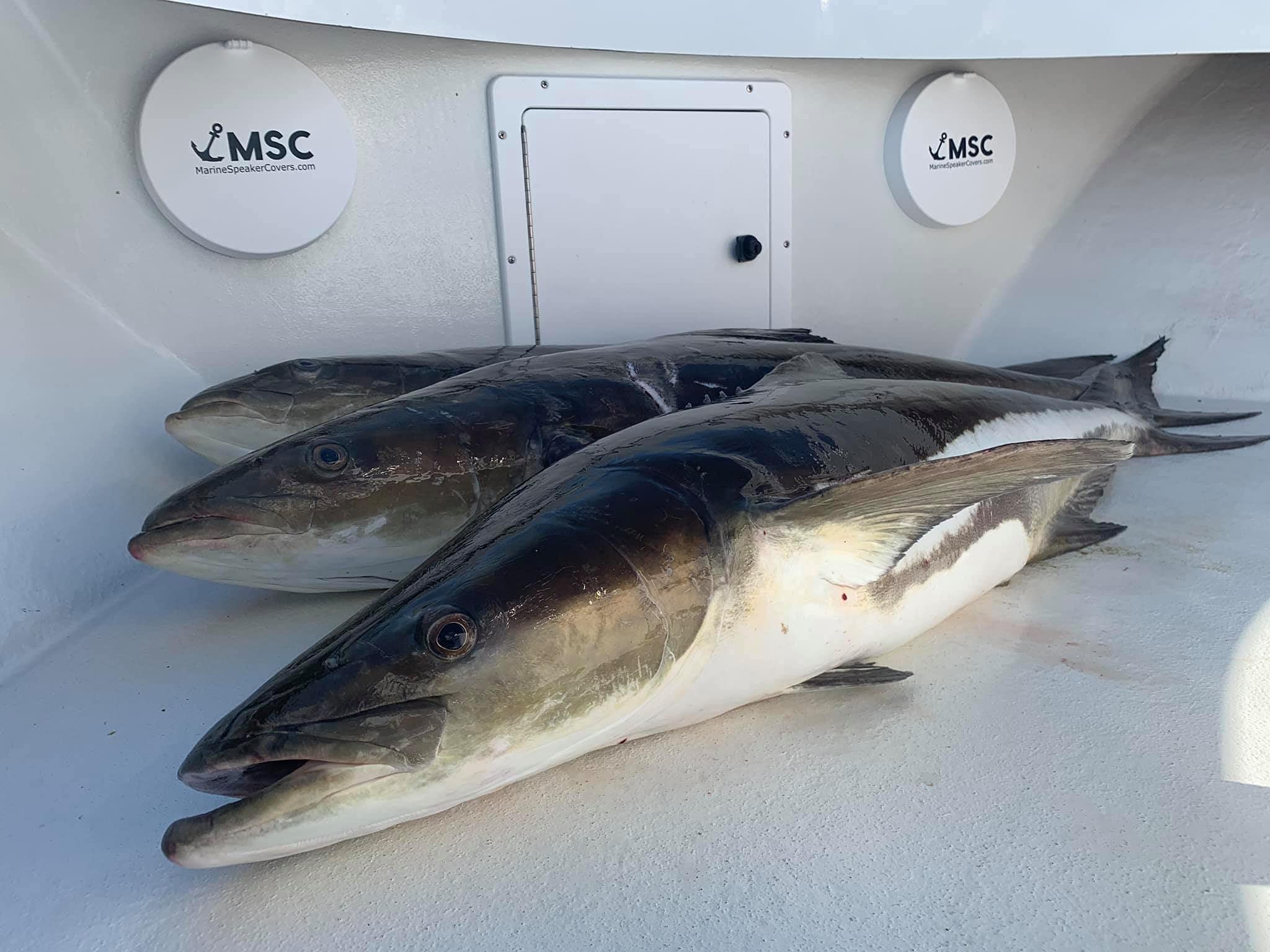 Marine Speaker Covers 7.7 Inch | Sold As Pair | Sun, Water, Dust Protection | Patented, Military Grade Silicone Design | Black L