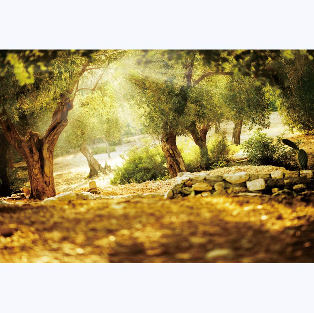 Leyiyi 10X7Ft Natural Scenery Backdrop Olive Trees Sunshine Wonderland Dreamy Haze Blurred Background Stone Natural Forest Lands