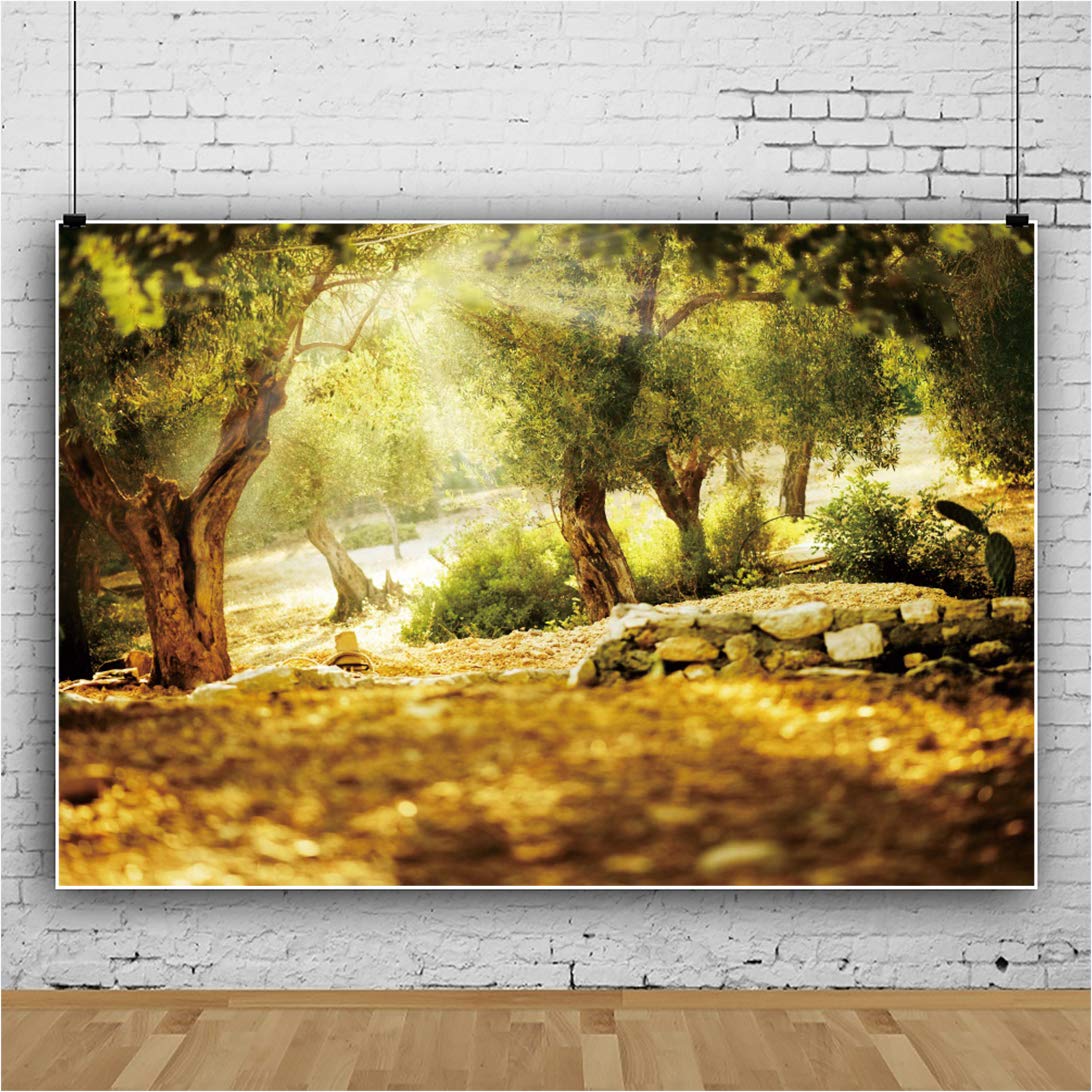 Leyiyi 10X7Ft Natural Scenery Backdrop Olive Trees Sunshine Wonderland Dreamy Haze Blurred Background Stone Natural Forest Lands