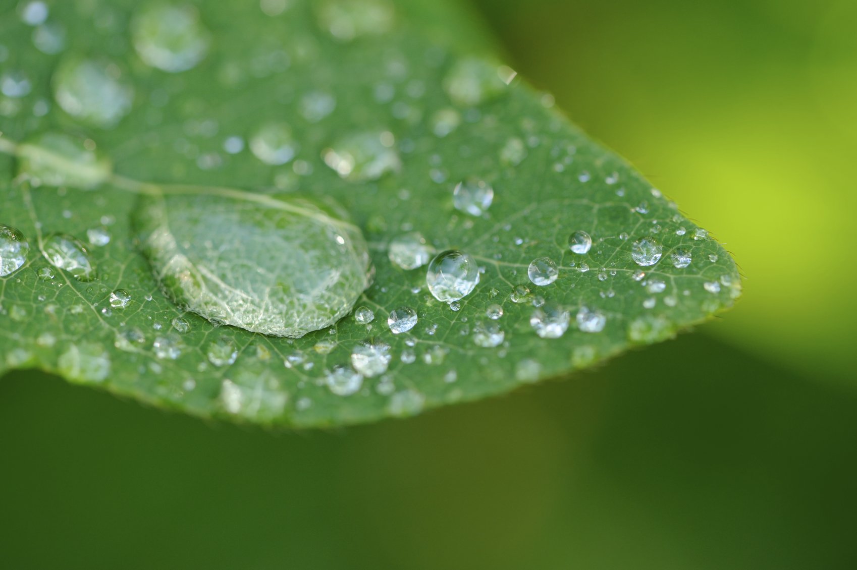 Nikon Coolpix P900/P950 10X High Definition 2 Element Close Up (Macro) Lens (67Mm)