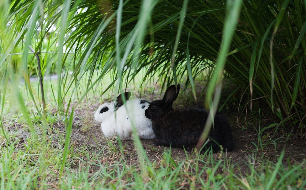 Rokinon 35Mm F1.4 Umc Wide Angle Lens For Fuji X