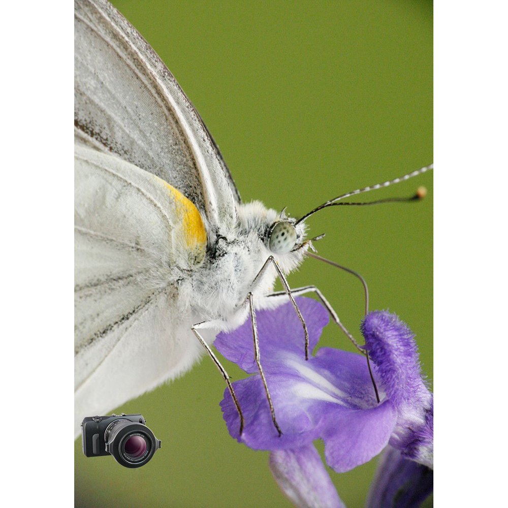 Raynox Dcr-250 Super Macro Snap-On Lens