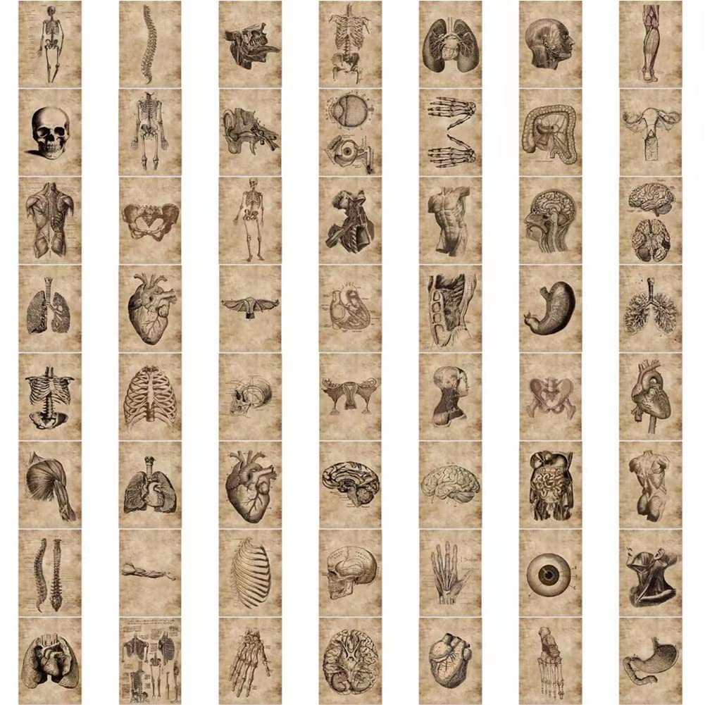 Human Body Organ Stickers |50Pcs Human Anatomy Waterproof Vinyl Decals For Bike Water Bottles Laptop Bicycle Refrigerator Cup Lu