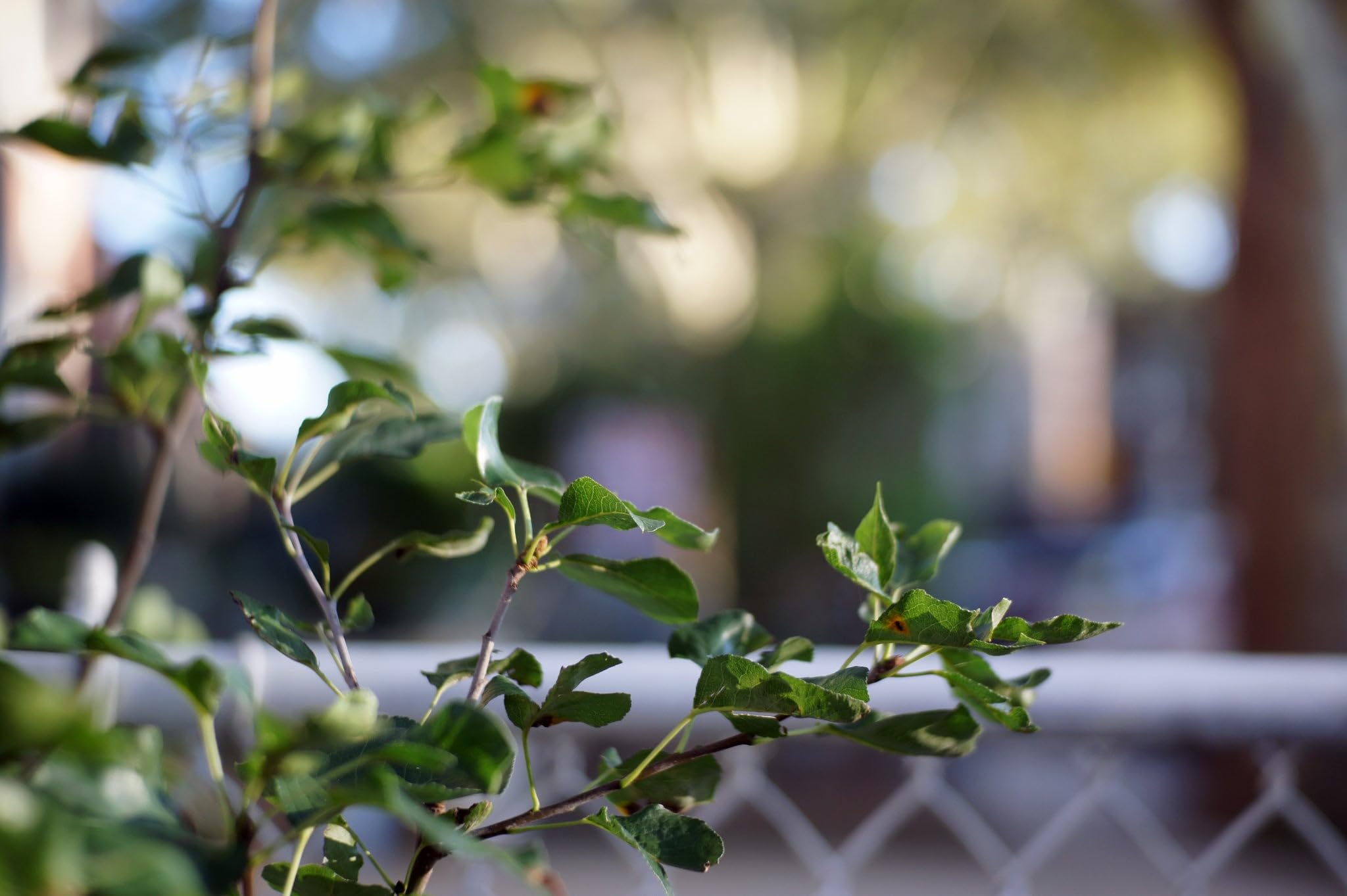 Fotasy 35Mm F1.6 Large Aperture Manual Prime Lens Aps-C For E-Mount, 35 Mm 1.6 Multi Coated Lense, Compatible With Sony E Mount