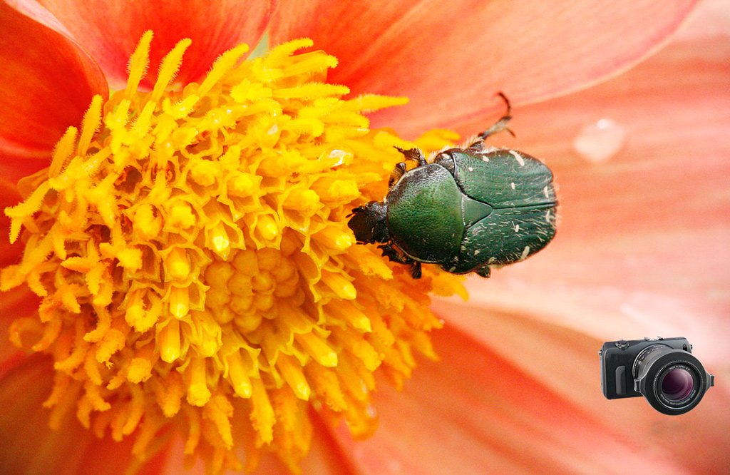 Raynox Dcr 150 Snap On Macro Lens