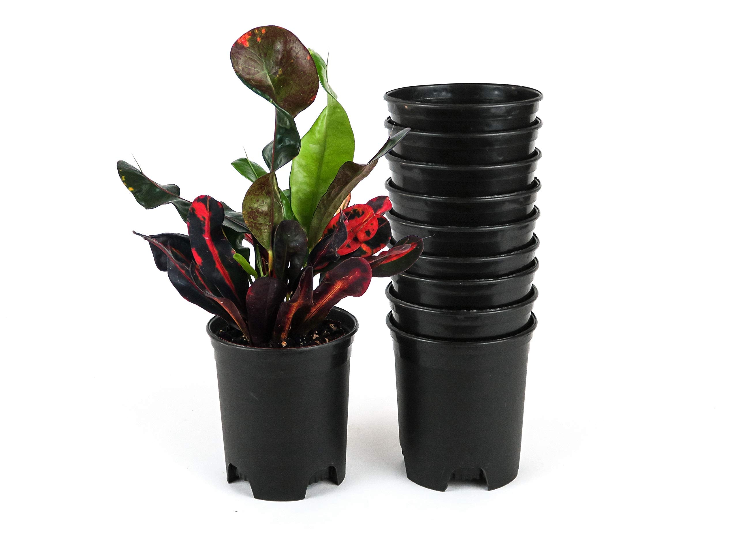 Wholesale Bulk Nursery Pot 4 Inch Black Plastic Planters 30 Pack 025 Gallon Pots For Outdoor Indoor Plants Gardening Flower With
