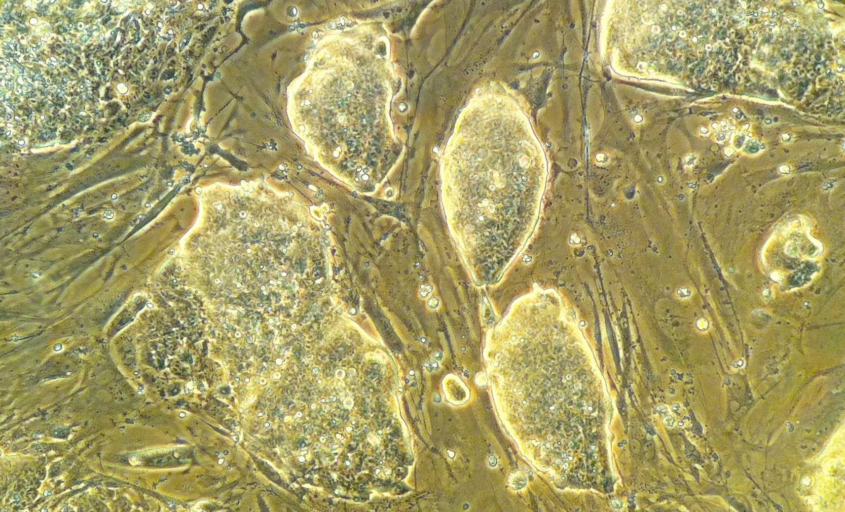 Labcam Microscope Adapter For Iphone 6/6S