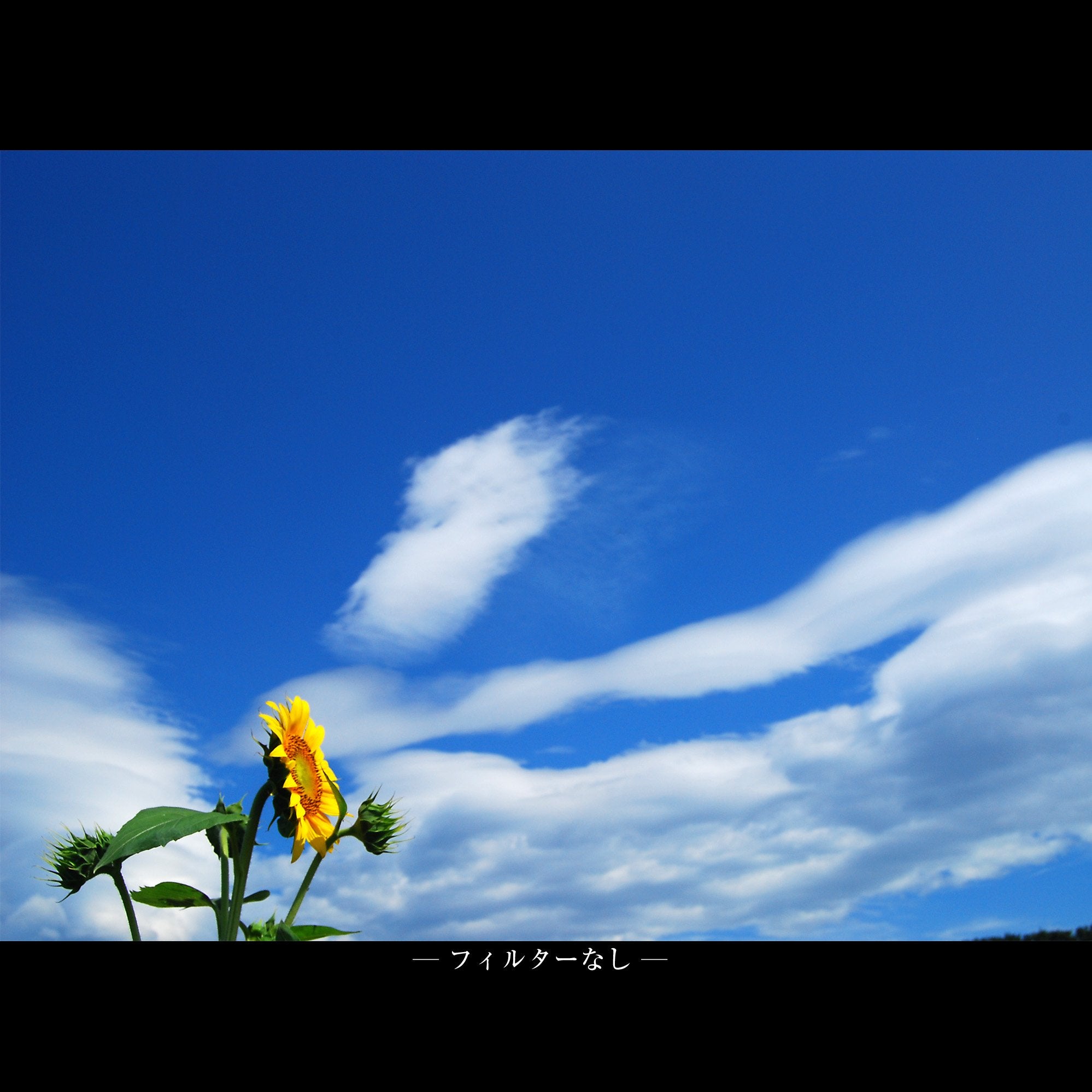 Marumi Dhg 43Mm Super Circular Polarising Filter