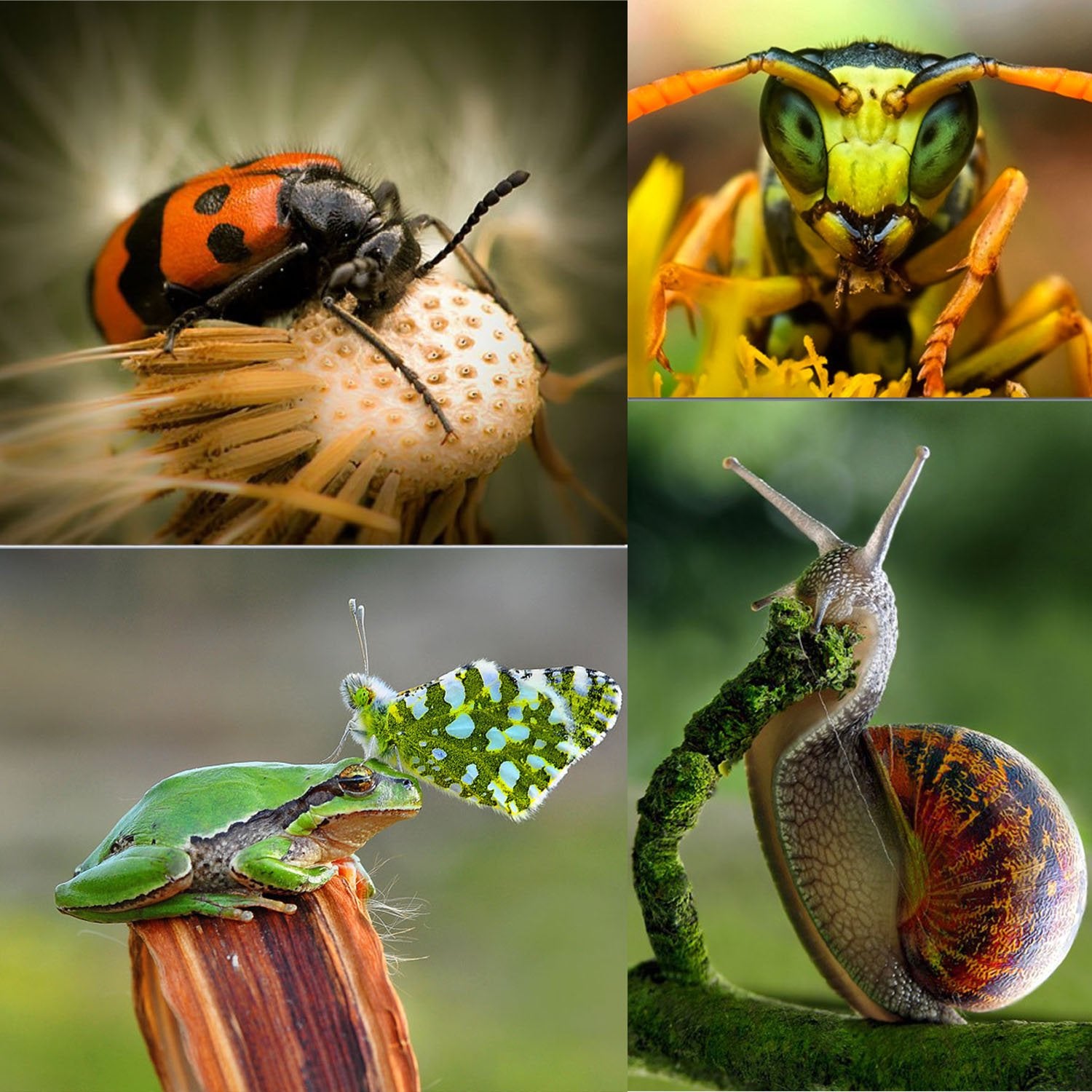 Macro Lens Tube Extension For Canon Dslr, Micnova Kk C68 Pro Auto Focus Macro Extension Tube Set For Canon Eos Ef & Ef S Mount 5