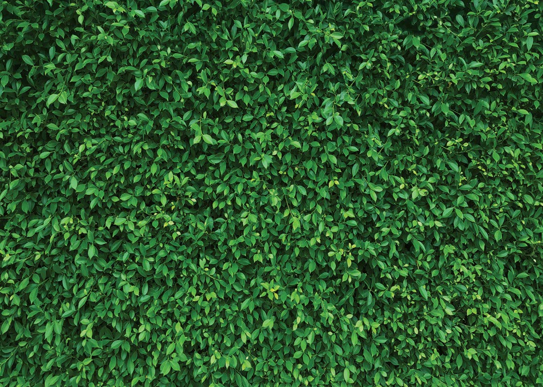 Lywygg 8X6Ft Green Leaves Photography Backdrops Mmicrofiber Nature Backdrop Birthday Background For Birthday Party Seamless Phot